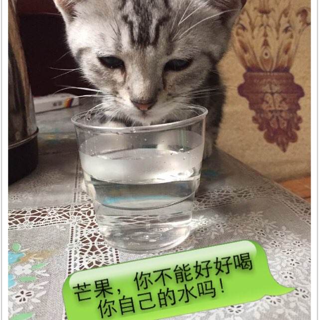 俄克拉荷马州立大学艺术文凭证书